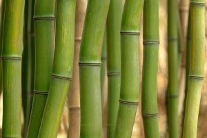 Bamboo | A Fine Art Tree Photography Print