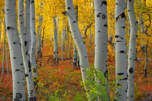 Aspen Depth | A Fine Art Tree Photography Print