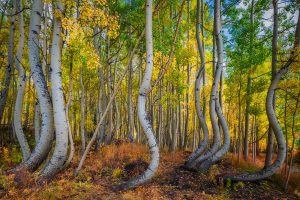 Aspen Curves | A Fine Art Tree Photography Print