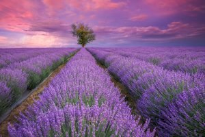 Lavender Field Tree | A Fine Art Tree Photography Print