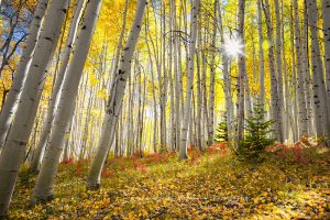 Aspen Light | A Fine Art Tree Photography Print