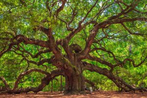 Angel Oak | A Fine Art Tree Photography Print