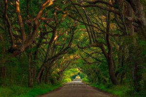 Botany Bay Roadway| A Fine Art Tree Photography Print