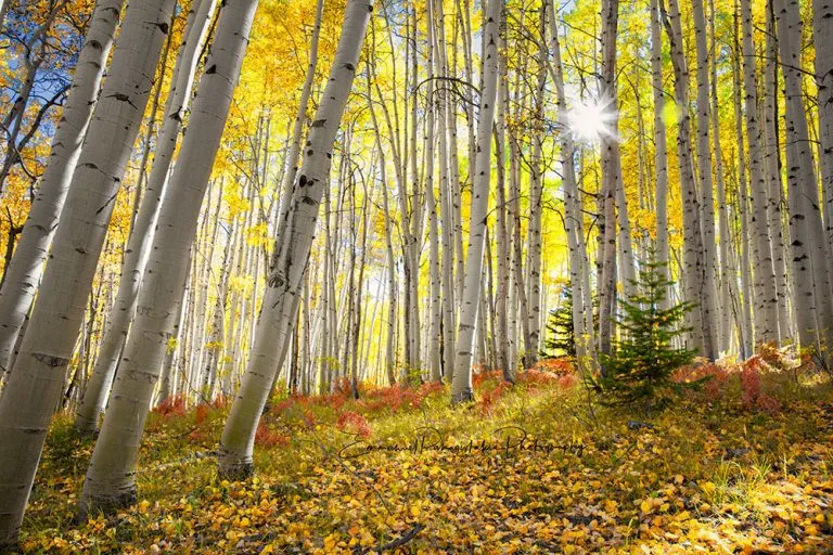 Aspen trees - Perfect Colorado Fine Art Photography