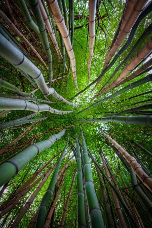 Bamboo Canopy | A Fine Art Tree Portrait Photography Print