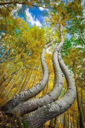 Aspen Curved | A Fine Art Tree Portrait Photography Print