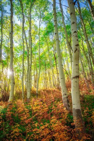 Aspen Dreams | A Fine Art Tree Portrait Photography Print