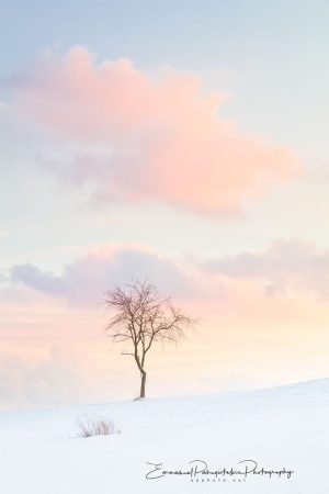 Winter Tree | A Fine Art Tree Portrait Photography Print