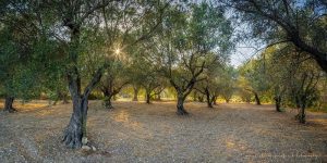 Greek Italian Olive Grove | A Fine Art Tree Photography Print