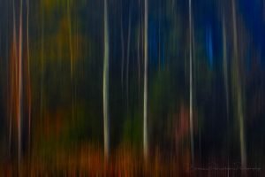 Twilight In The Enchanted Forest