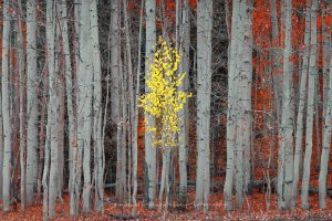 Solitude Among the Grove