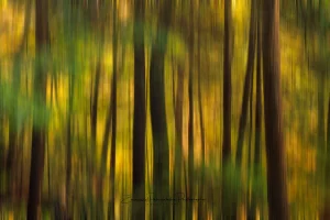 Beneath the Canopy | Abstract Fine Art Photography Print