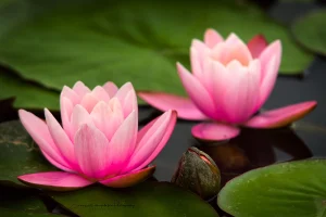 A Water Lilly Pair | Flower and Fields Fine Art Photography