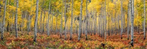 Aspen Woods | A Fine Art Tree Panoramic Photography Print