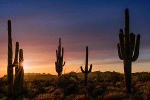 Crimson Cactus | American West Fine Art Photography Print