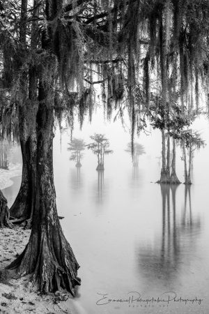 Cypress Canopy Harmony