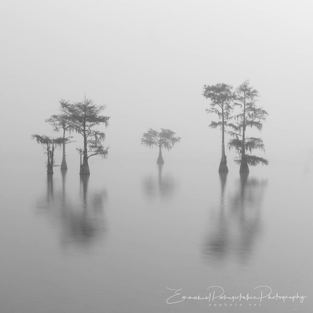 Cypress Dreams at Dusk Trois