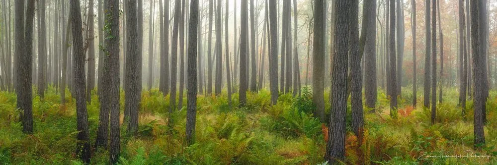 Moultrie Forest Hues