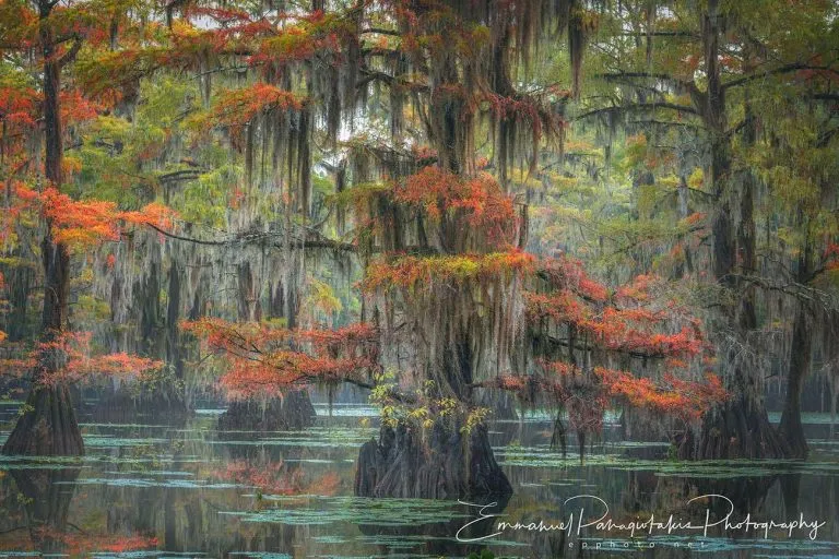 New Print - Enchanted Waters - Cypress Trees in Cadoo Lake, Texas.
