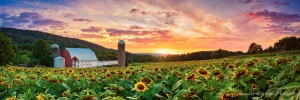 Deep Creek Sunflowers | Flower and Fields Fine Art Photography