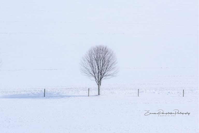 Winter Companion I Tree Black and White Photography