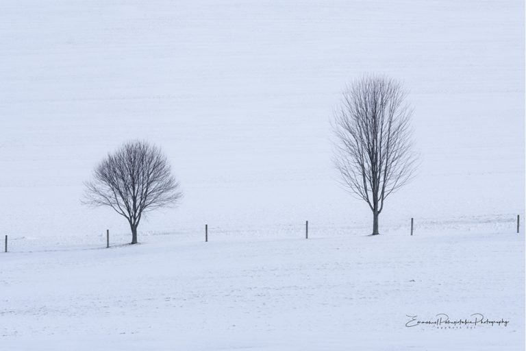 Winter Companion II Tree Black and White Photography
