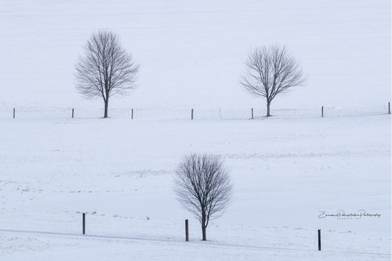 Winter Companion III Tree Black and White Photography