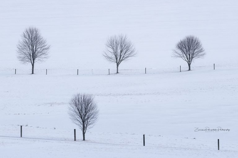 Winter Companion IV Tree Black and White Photography