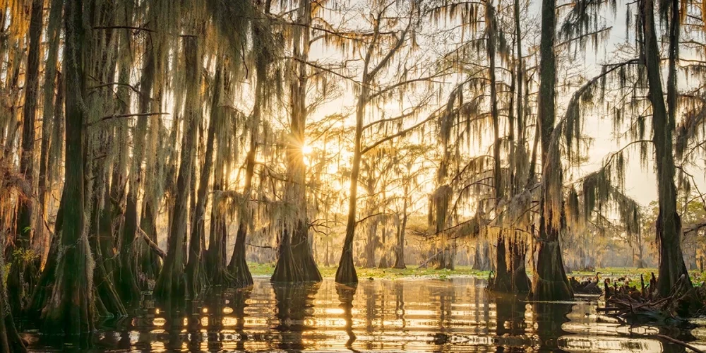 Dawns Golden Touch Caddo Lake
