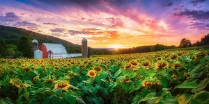Deep Creeks Sunflowers Sunset