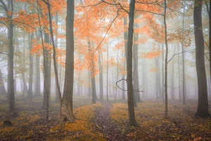 Fall Forest Walk