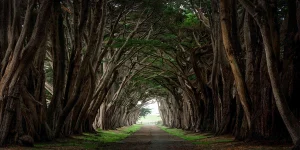 Point Reyes Tree Tunnel