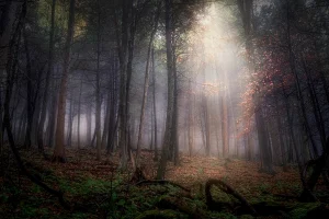 The Forest Light