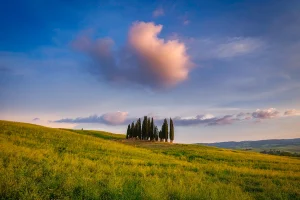 Tuscany Cypress Circle