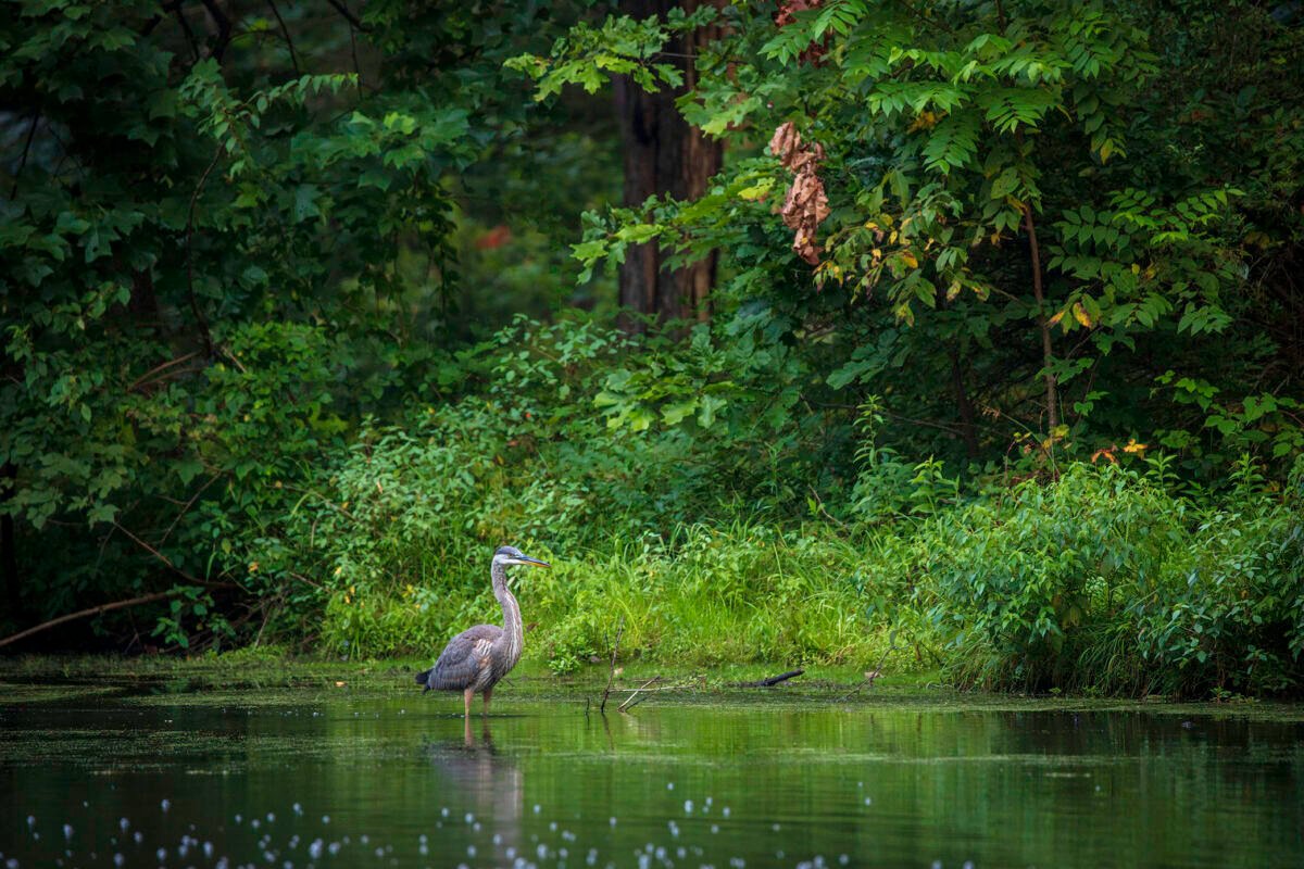 Great Blue Heron standing quietly in the duckweed-laden pond surrounded by vibrant green foliage