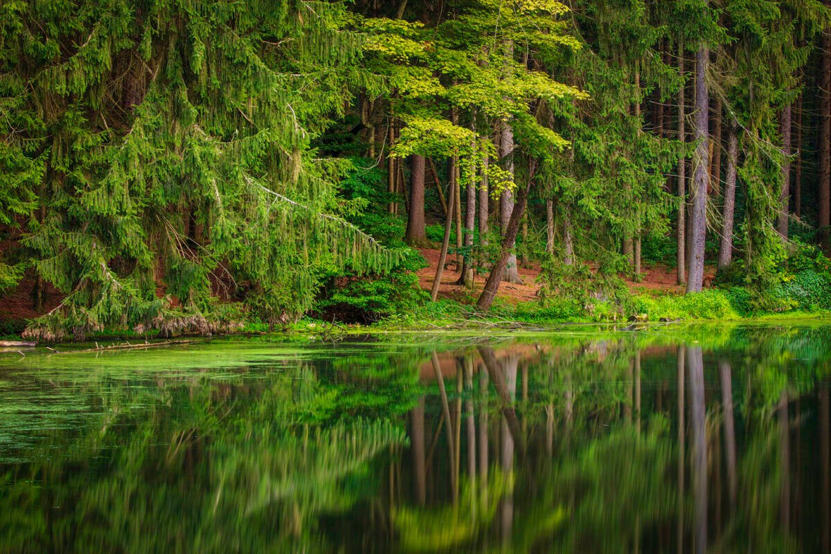 Mirror reflection of pine and spruce forest over the calm, green-tinted pond water