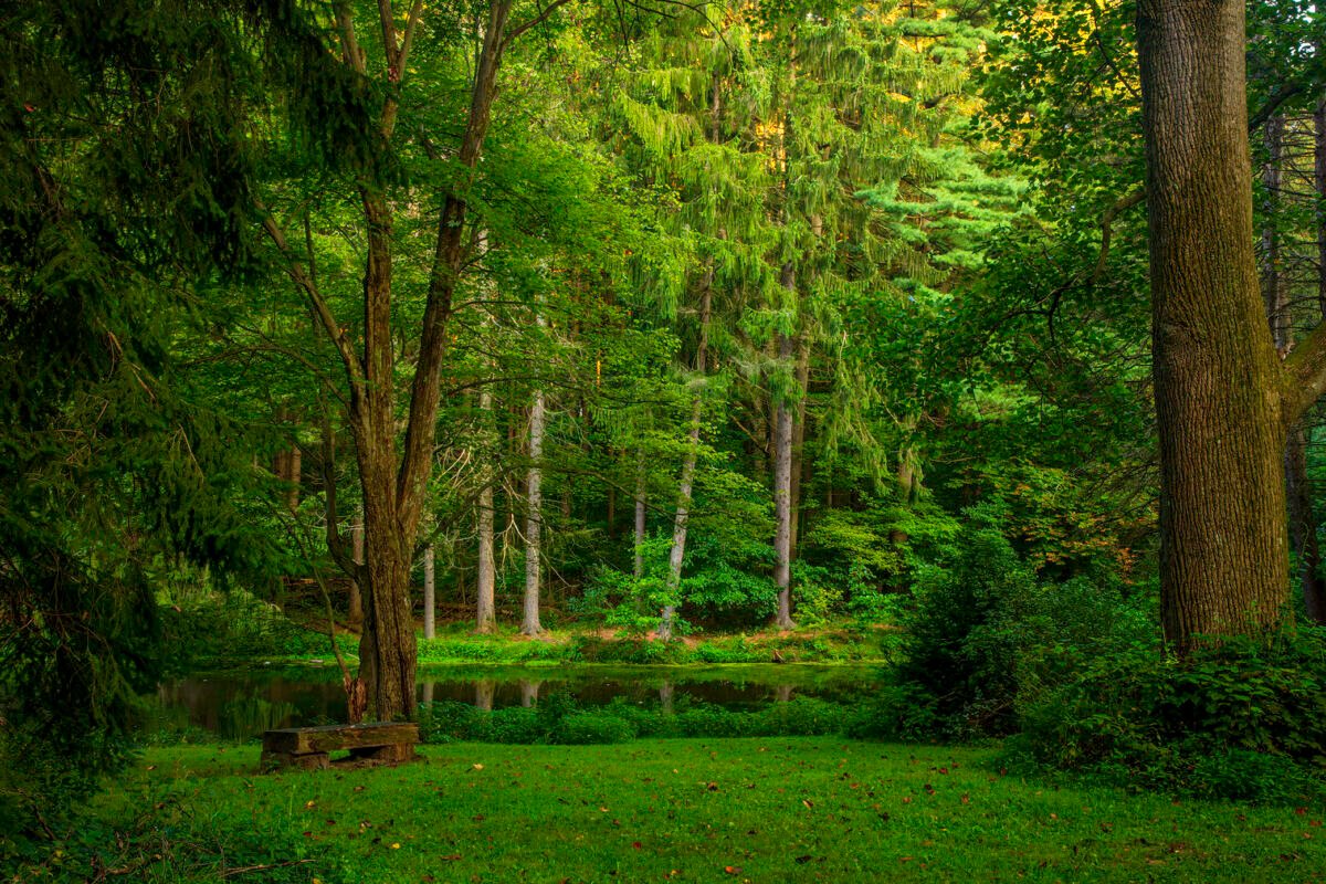 Sunburst filtering through dense pine branches over the edge of the woodland pond