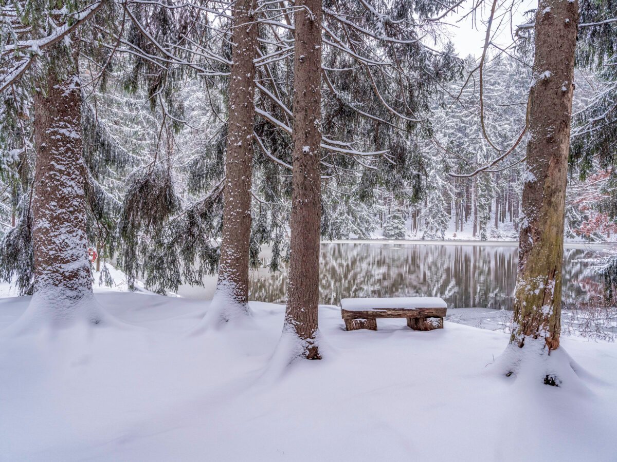 Snow-covered wooden bench overlooking a frozen pond in a winter evergreen forest 