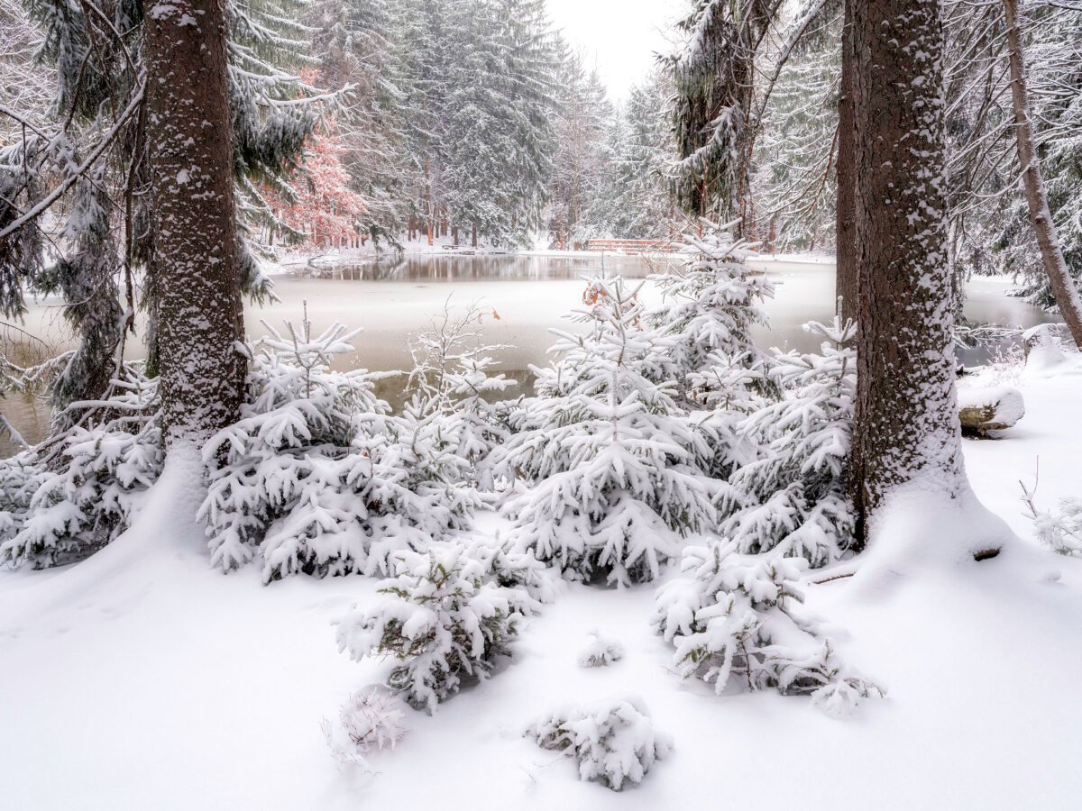 Snow-draped young pines framing the icy pond under a winter canopy