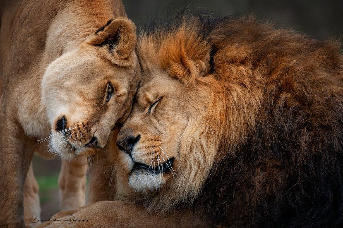 Animals-Image-00100-23H