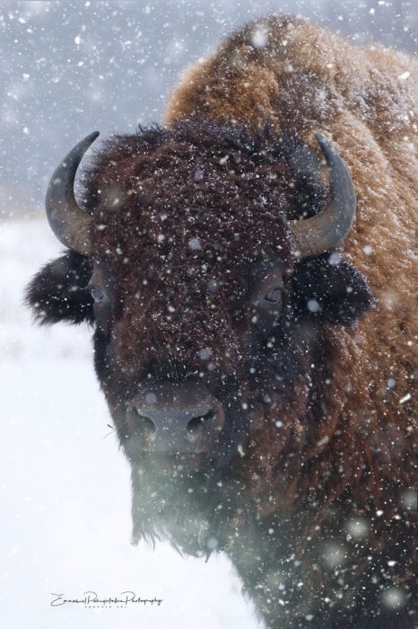 Captivating Bison in the Snow: Embrace the Serenity of Winter | Wildlife Art - Bison photography print