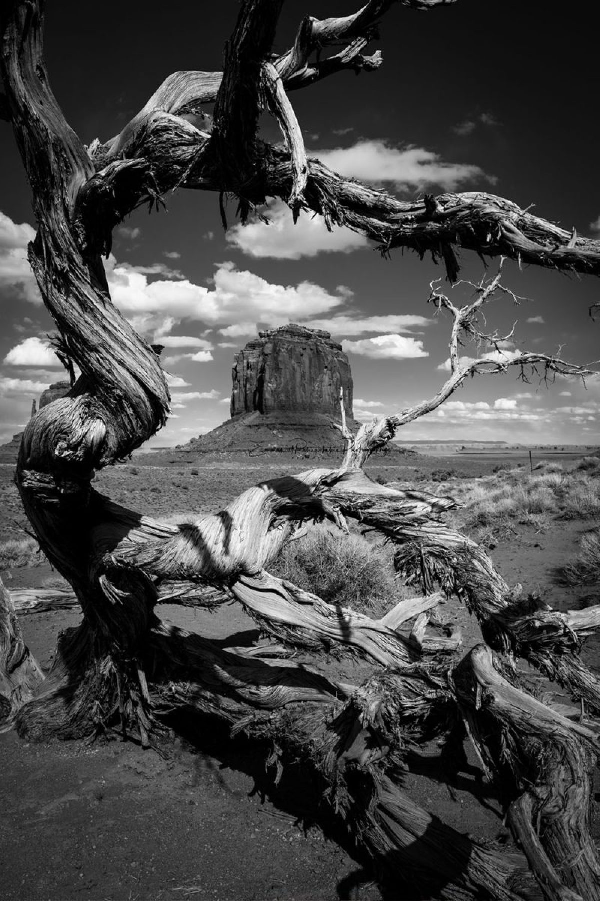 Desert Wood | A Fine Art Black and White Photography Print