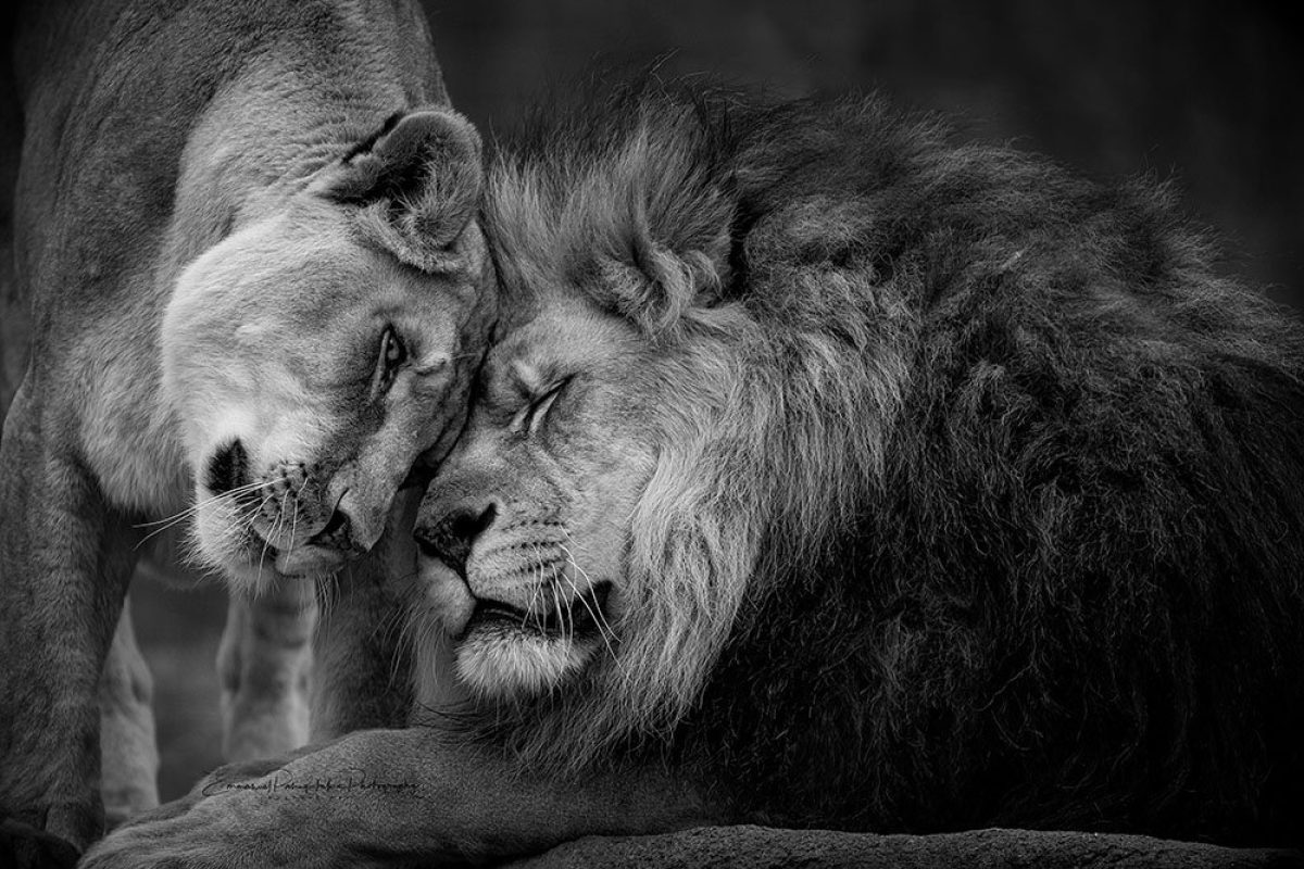 Brotherly Love | A Fine Art Black and White Photography Print
