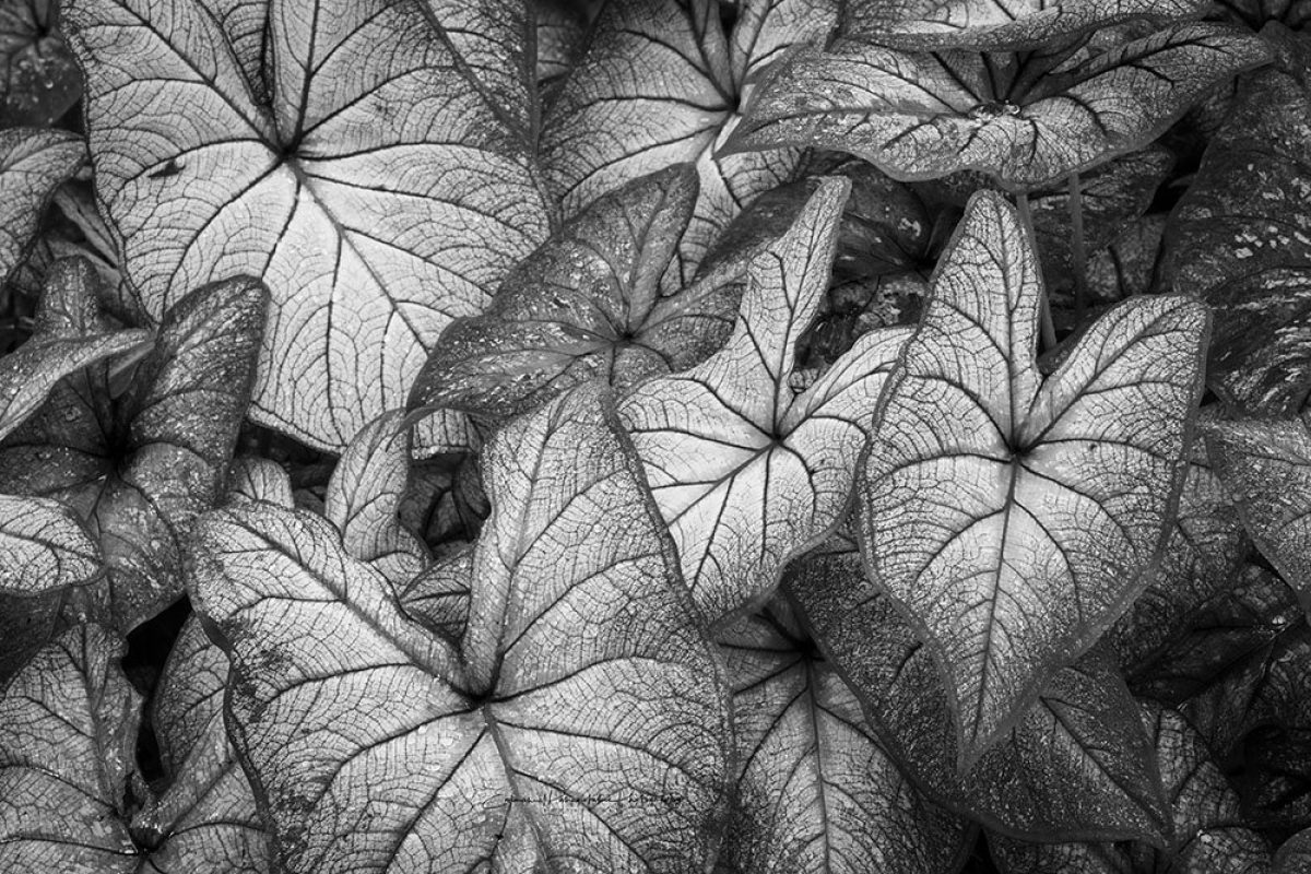 Caladium Leaves | A Fine Art Black and White Photography Print