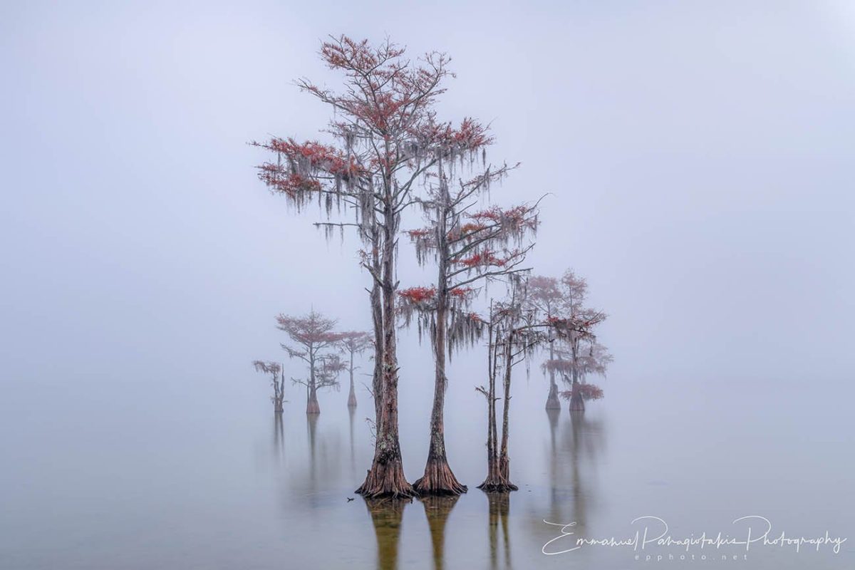Dusk Dance of the Cypress