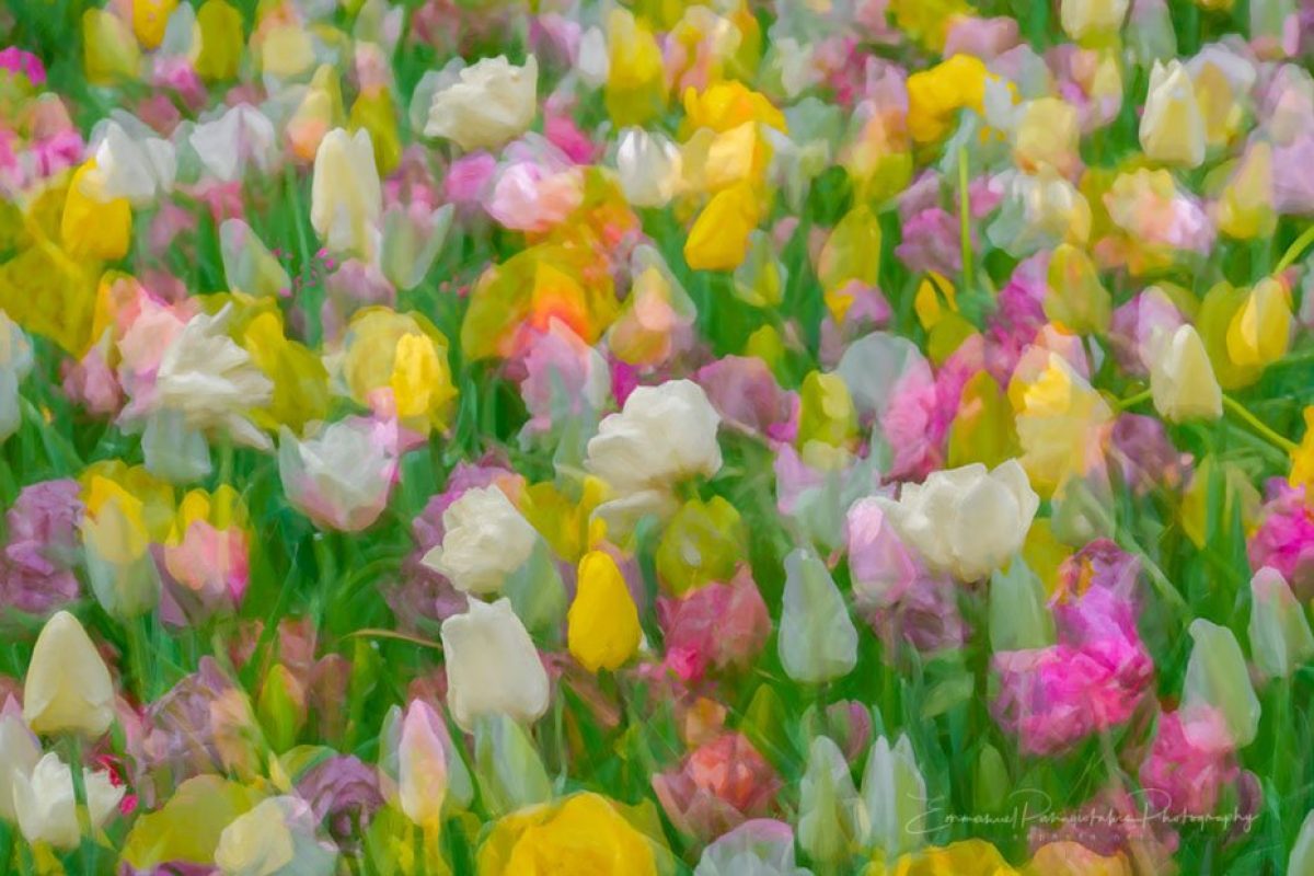 Floral-Symphony-1