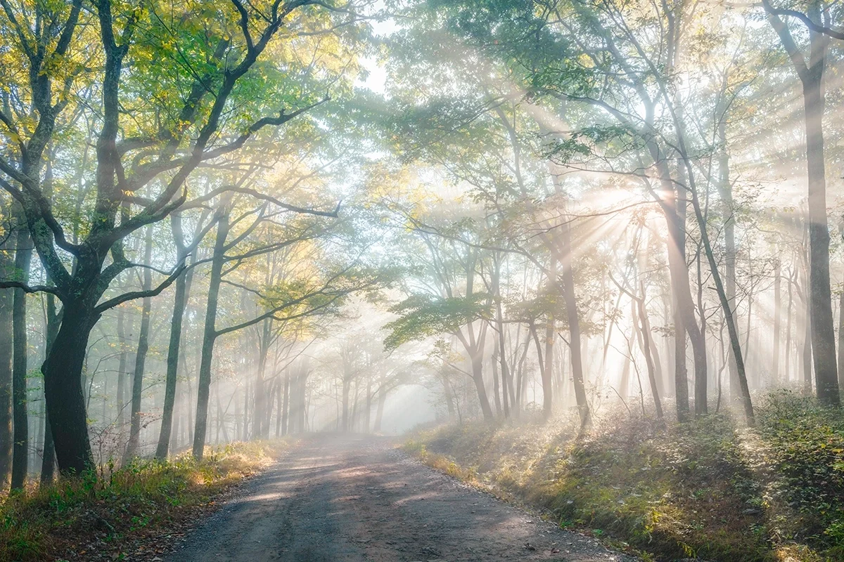 Forest-Awakening