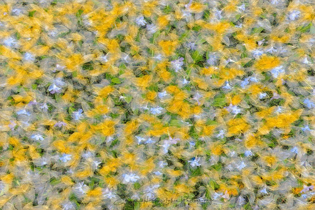 Hues-of-Spring