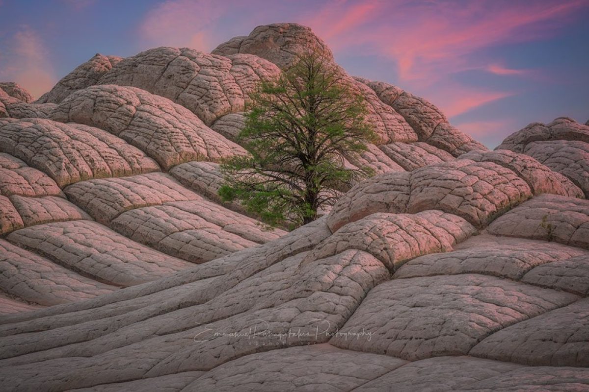 Hope | A Fine Art Tree Photography Print