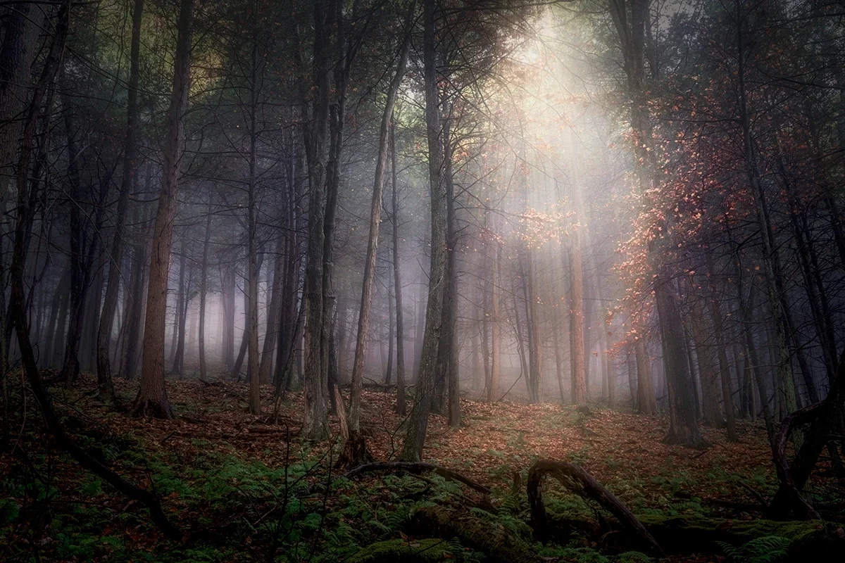 The-Forest-Light
